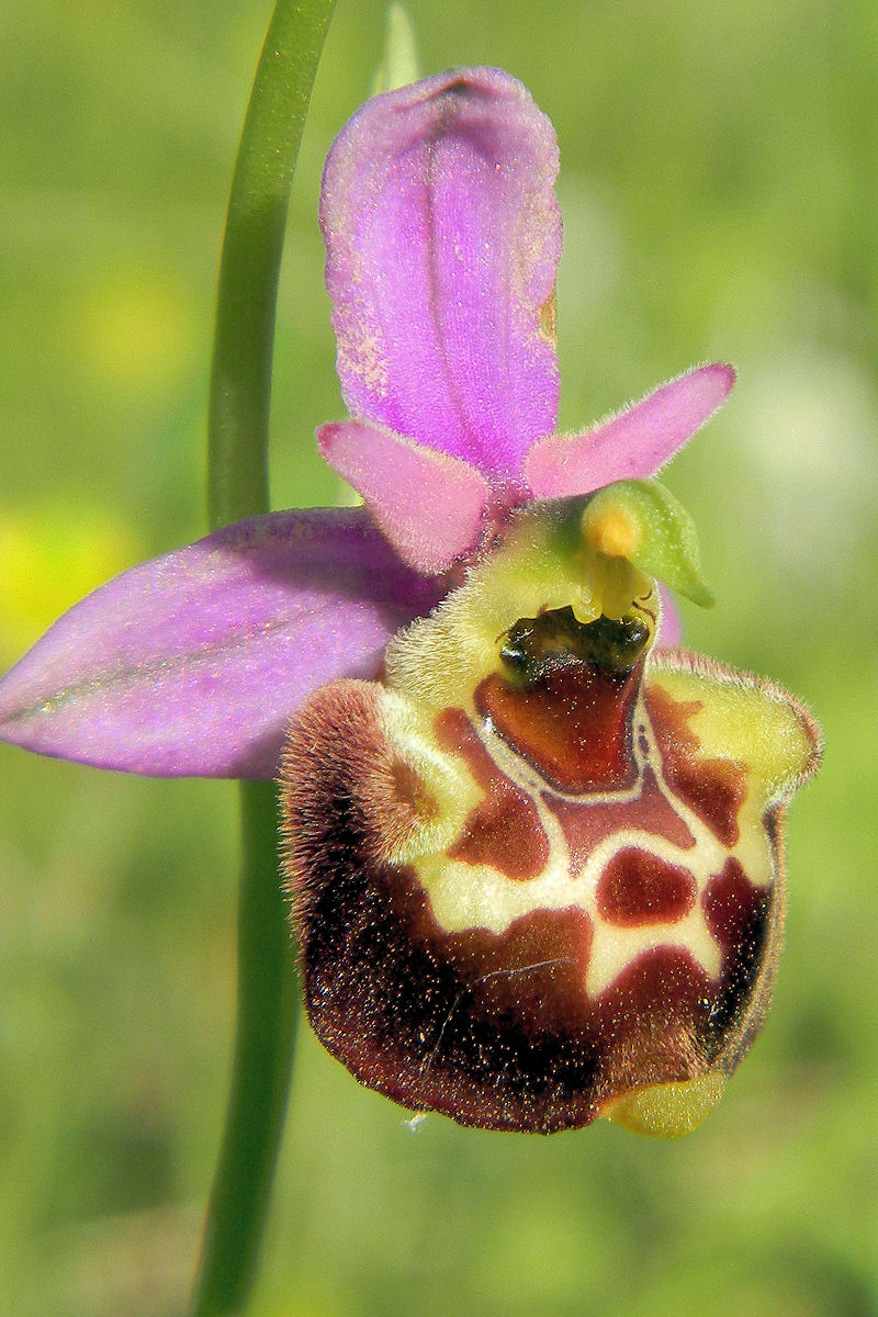 Ophrys gracilis